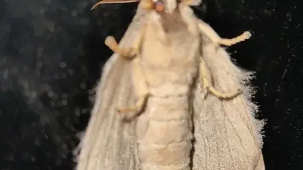 飞蛾氵视频