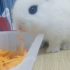 【兔兔】仅以此视频纪念可能再也吃不到的胡萝卜