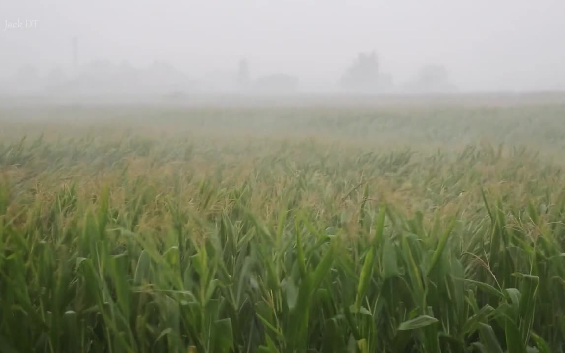夏季玉米地雨声