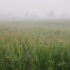 夏季玉米地雨声