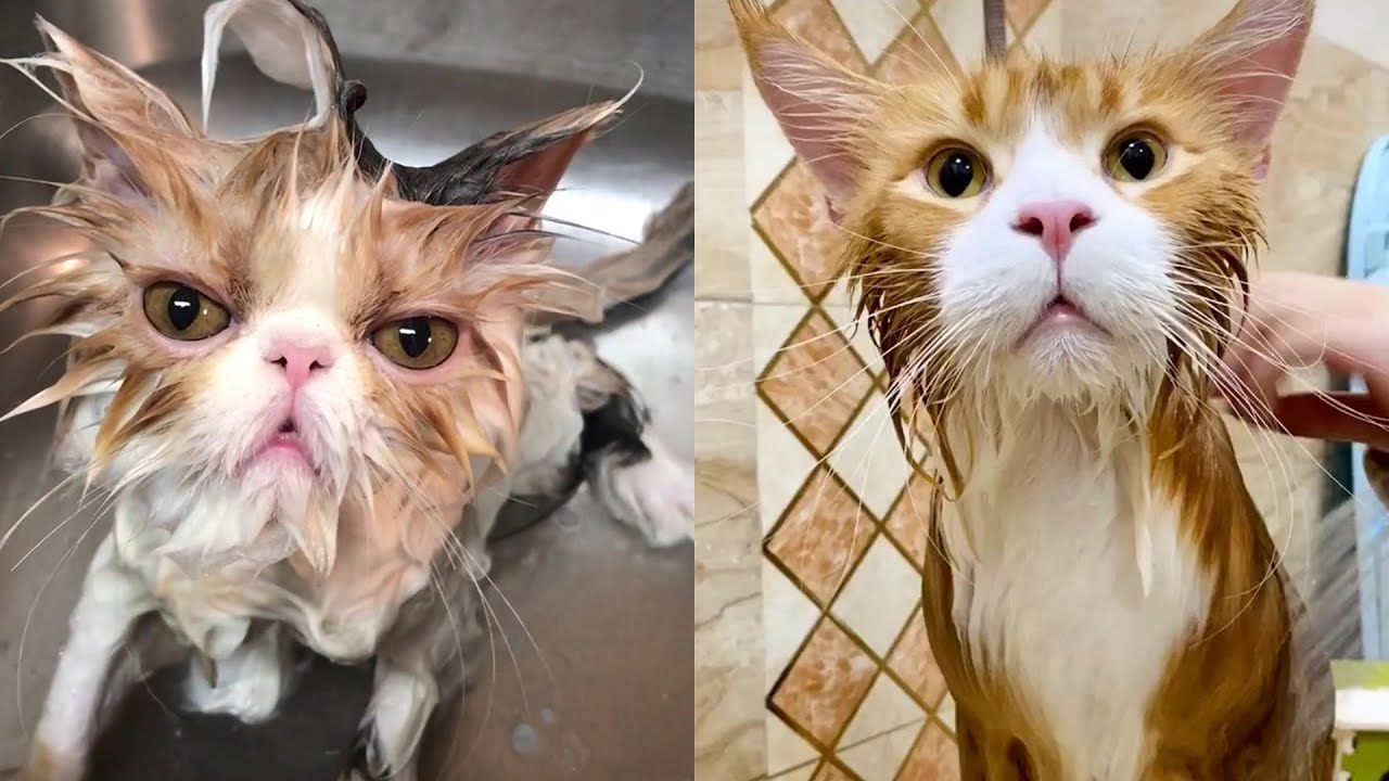 小猫落水集锦不许不开心