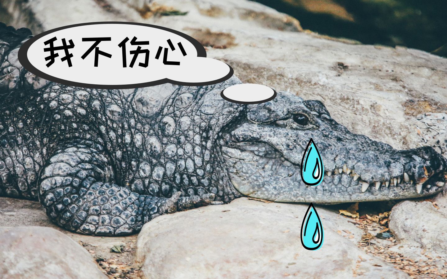 被骗了！鳄鱼流眼泪不是因为伤心！真相是什么？