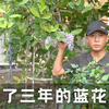 养了三年的蓝花藤，终于开花了，盘点大型藤本那点坑
