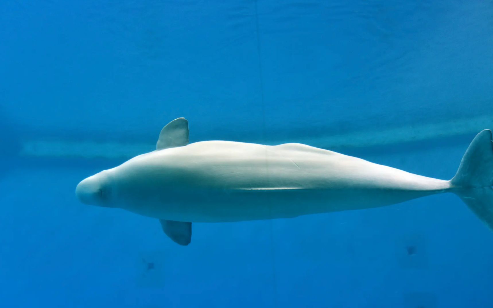 科普｜上海海昌海洋公园海洋大揭秘第三弹《会说人话的—白鲸》 - 知乎