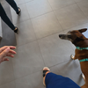 一只退休搜救犬的日常生活Vlog