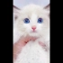 蓝眼睛的猫咪，黄眼睛，还有灰眼睛，你更喜欢哪种眼睛呢？