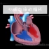 【Alila Medical Media】2.生命延续的基础——心脏血液的循环