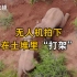 无人机拍下两小象土堆“打架”画面，云南北迁象群再次躺睡