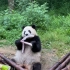 完整版熊猫高清在线吃竹笋