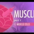 【10分钟速成课：解剖与生理】第21集 - 肌肉 part 1 肌肉细胞