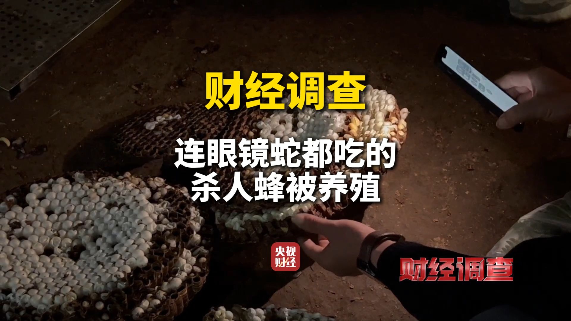 央视曝光伤人毒蜂养殖乱象！连眼镜蛇都吃的杀人蜂被养殖 财经调查