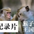 【高分纪录片】猴子王国 Monkey Kingdom | 镜头太美 故事完整 | 双语字幕