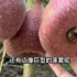 发现很多大果榕，有人知道怎么吃吗？