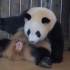 大熊猫哺育幼崽，有多不容易？