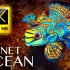【4K】海洋“星球” （中英字幕）
