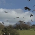 慢镜头拍摄飞翔的鸟儿，你认识几种鸟？