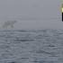 北极熊4KHDR杜比全景声测试