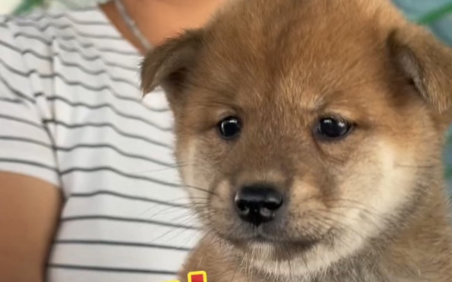 狗市多少可以买到一只小豆柴？？？