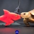 龟 龟 吃 鲨 雕