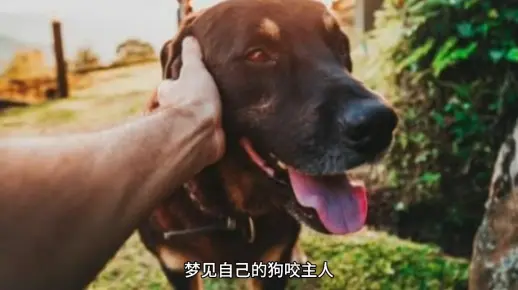 连续两天做梦被狗咬，梦境背后的深层含义与解梦之道