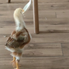 谁家小鸡变成中鸡了还喜欢吃宝宝辅食啊