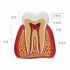 【生物】牙齿的结构