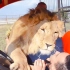 狮子“阿廖沙”太活泼了，它喜欢把游客扑倒
