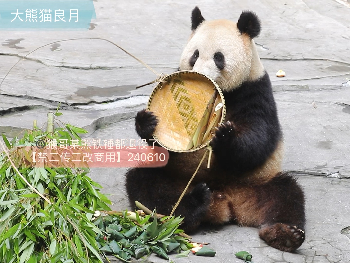 【大熊猫良月】朗朤朤，端午安康！健康成长！