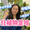 新手如何买锦化植物？60秒入坑必懂黑话