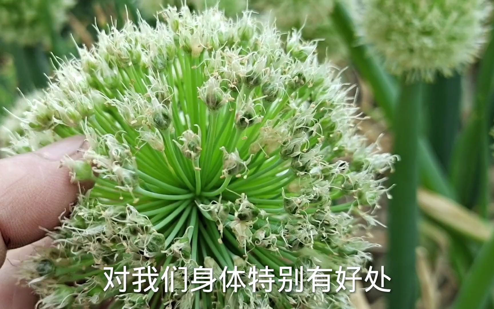 野葱-神农架植物-图片