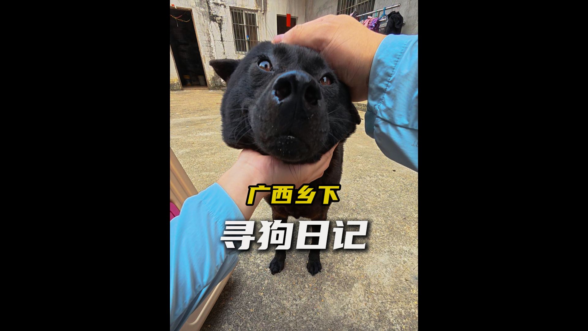 广西乡村寻狗，收获两只胖土松！