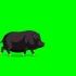绿幕视频素材黑猪
