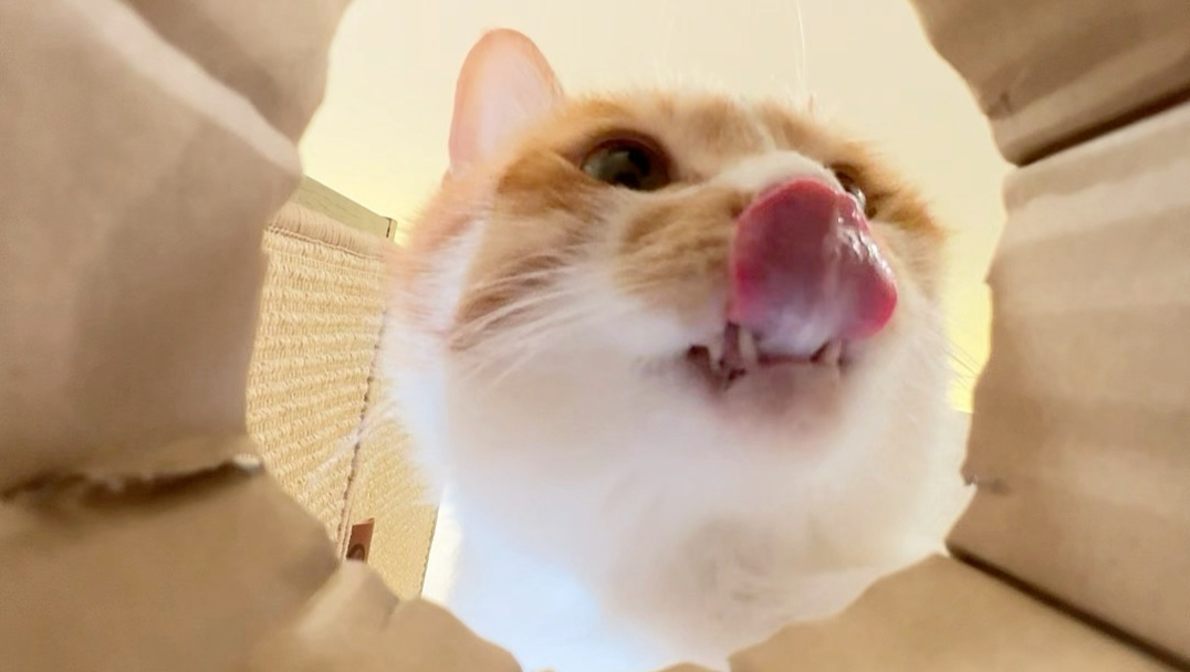 被小猫扒拉了
