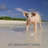 【纪录片】神奇的猪-Amazing Pigs