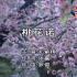 【万利达KTV】邓紫棋-桃花诺(听见时代传媒)