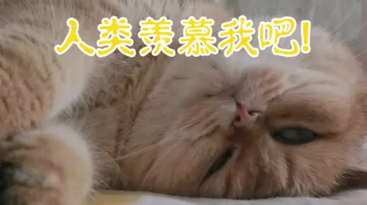 人类羡慕我吧！