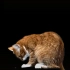 3D风扇三维动画3D动画全息投影仪LED屏专用素材——猫