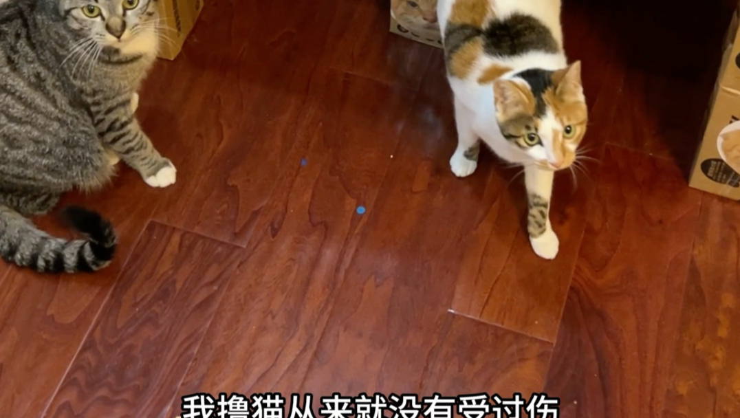 哈基宗日常