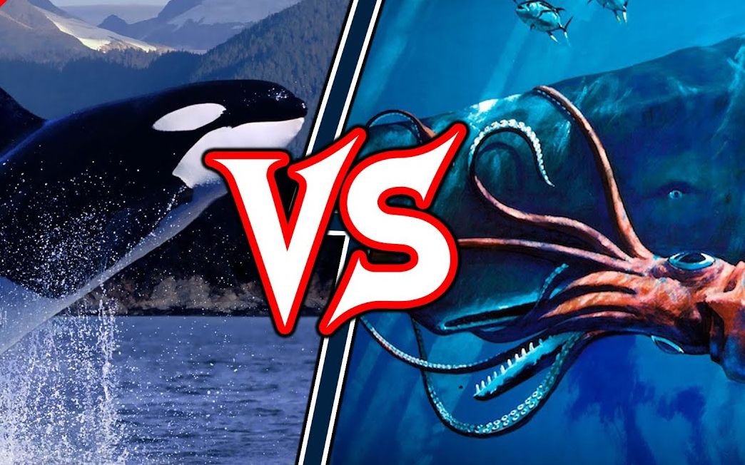 大白鲨虎鲸水虎鱼沧龙和巨型鱿鱼的海洋大混战