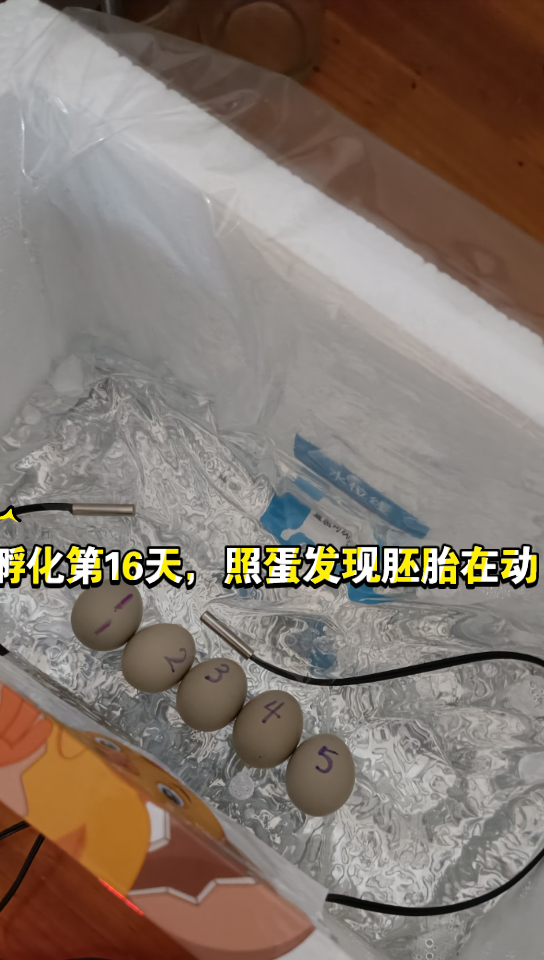 芦丁鸡孵化第16天照蛋【水床孵化箱】