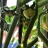 【植物成长记】西红柿生长记录全过程