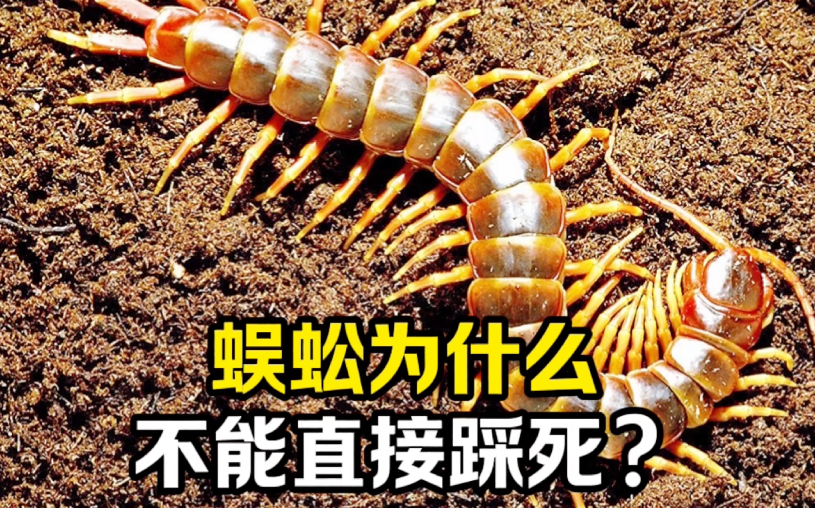 蜈蚣为什么不能直接踩死？