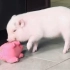 猪猪玩猪猪