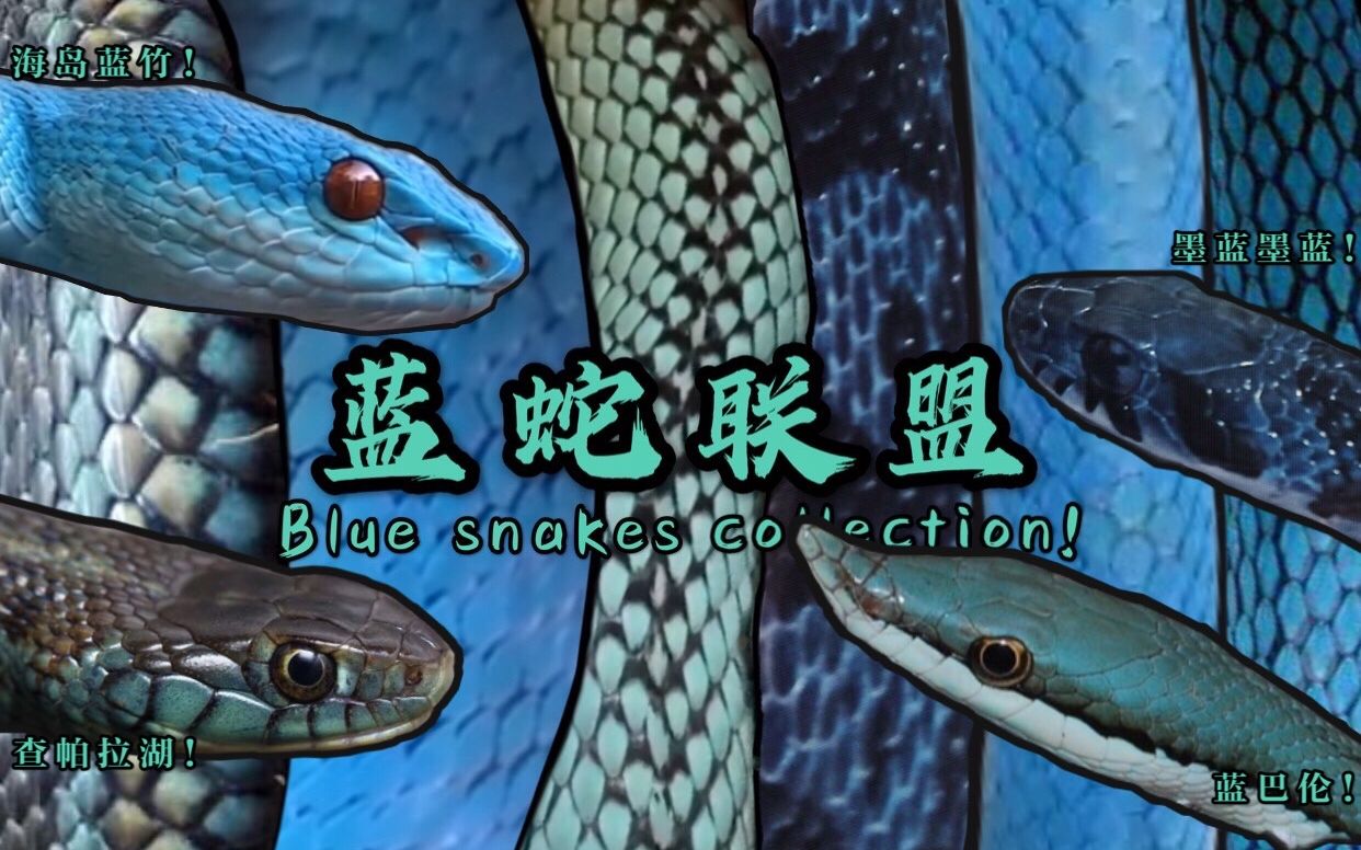 印尼丛林现罕见蓝蛇 周身幽蓝神秘诡异-搜狐大视野-搜狐新闻