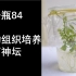 菊花的组织培养——野菊的简化开放式植物组培-2019人教版