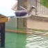 【澳洲硬汉解说】瞧瞧这个怂包企鹅居然连水都不敢跳？@柚子木字幕组