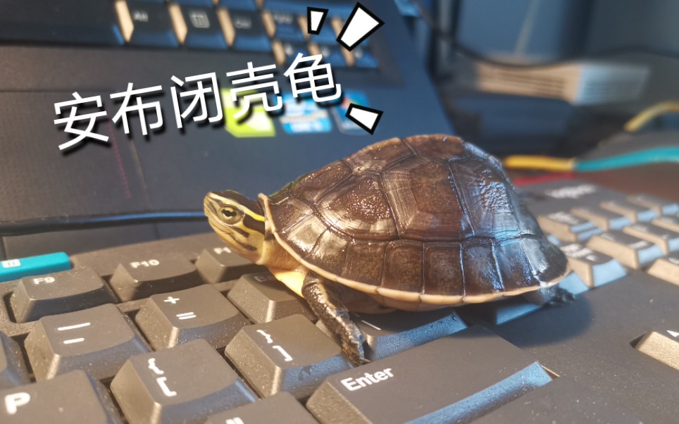 安布闭壳龟开箱视频龟友互粉呀