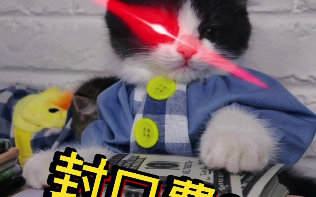 这就是猫界男妈妈吗？ Caesar Cat Caesar Cat 哔哩哔哩视频eoi 5798