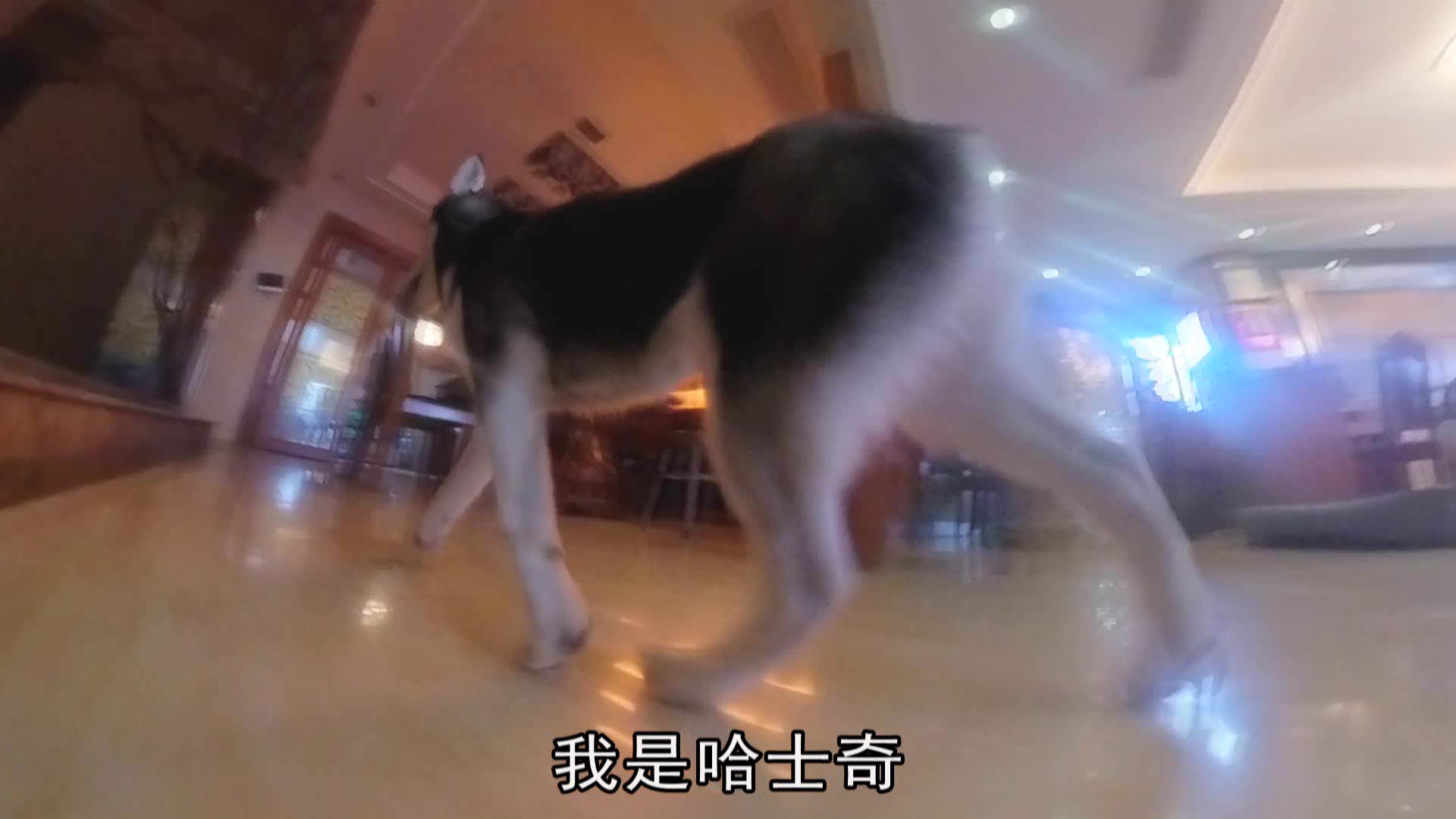 我是哈士奇大g原创作者高清原始视频入驻b站感谢大家支持