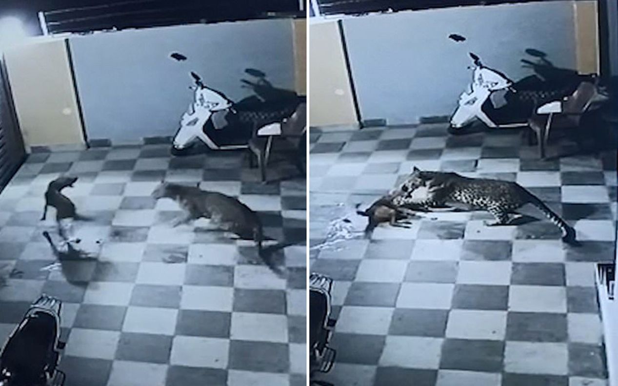 印度一野豹深夜闯入居民家 宠物狗拼死与之搏斗